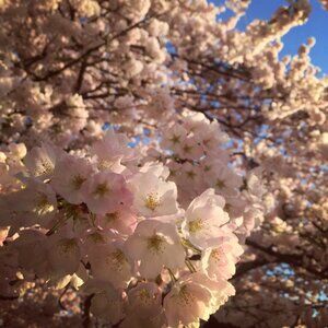 Meet your Posher, Elisa